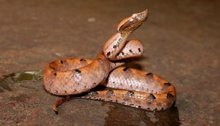 hump-nosed-pit-viper